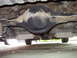 1972 Ford Ranchero - Underside view of a vehicle's rear differential and suspension components.
