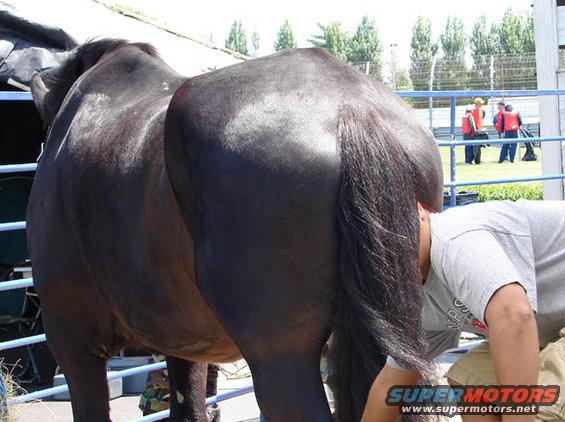 Close-up of a dark horse's rear end and tail, with a person reaching near its hindquarters. Some people are visible in the background behind a fence