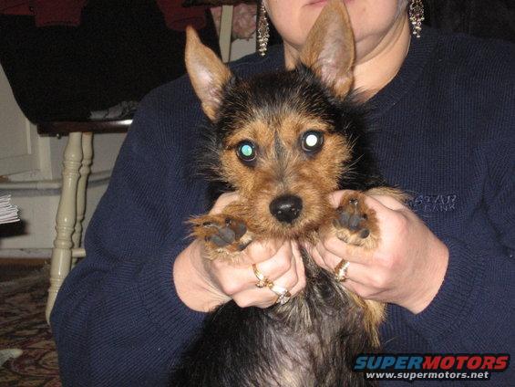 tobi-005.jpg pic of Tobi with Mom closeup of Tobi
Jan. '07