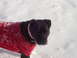 1995 Ford Bronco - A dog wearing a red coat stands in the snow.