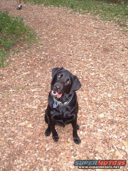 Black labrador dog sitting on a path covered in wood chips, looking up