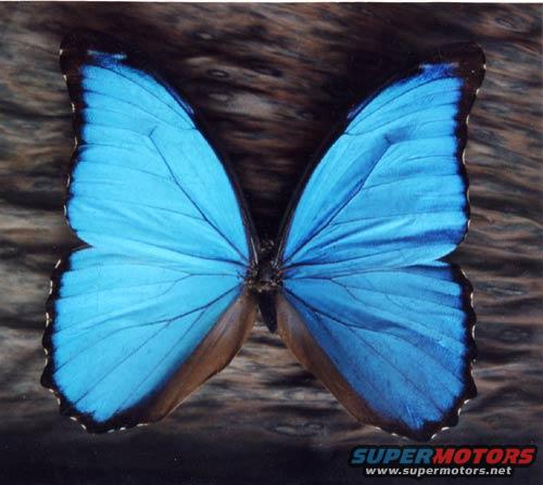 butterfly.jpg 