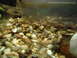 1989 Ford Bronco - A close-up view of aquarium gravel and murky water, with tiny fish visible swimming near the surface.