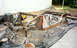 1959 MG A - The chassis of a vehicle is shown disassembled and supported by jack stands, indicating a restoration project.