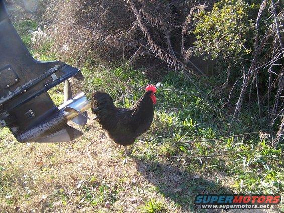 Boat motor with propeller and black rooster standing on dry grass