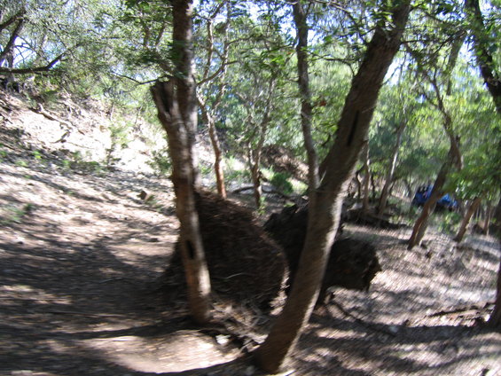 Trees and brush in a forest setting with dappled sunlight on the ground