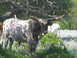 1996 Ford Bronco - Longhorn cattle stand in a field with trees and wildflowers under a bright sky.
