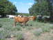 1996 Ford Bronco - Longhorn cattle roam freely in a pasture dotted with wildflowers and shaded by mature trees.