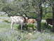 1996 Ford Bronco - Cows graze in a field of purple flowers beneath the shade of a large tree.