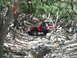 1996 Ford Bronco - A red Jeep Wrangler navigates a challenging off-road path surrounded by trees and rocks.