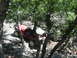 1996 Ford Bronco - A red off-road vehicle is seen traversing a challenging, rocky path surrounded by trees.