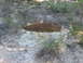 1996 Ford Bronco - A natural cave opening is visible in a rocky hillside, surrounded by dry brush and trees.
