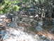 1996 Ford Bronco - A wooded area with rocks and fallen leaves on the ground.