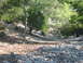 1996 Ford Bronco - A dry, rocky streambed winds through a sun-dappled wooded area with trees and brush.