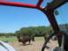 1996 Ford Bronco - View from inside a vehicle as bison roam in a field under a clear blue sky.