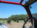 1996 Ford Bronco - View from inside a vehicle with a red roll cage shows several bison in a grassy field under a clear blue sky.