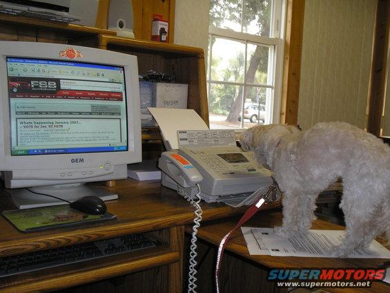 Dog standing on a desk, looking at a fax machine. A computer monitor shows a webpage