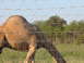 1996 Ford Bronco - A camel grazes in a field behind a wire fence.