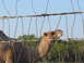 1996 Ford Bronco - A camel is seen behind a wire fence on a clear day.