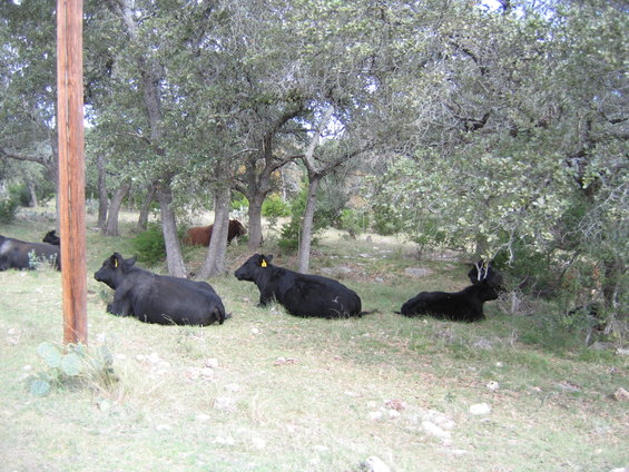 Cows resting in a grassy, wooded area