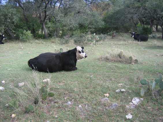 Two black and white cows lying in a grassy field with trees in the background