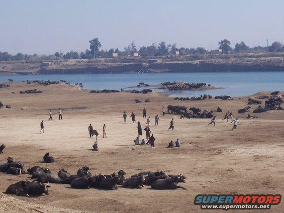 Herd of water buffalo resting on a dry riverbank with people nearby