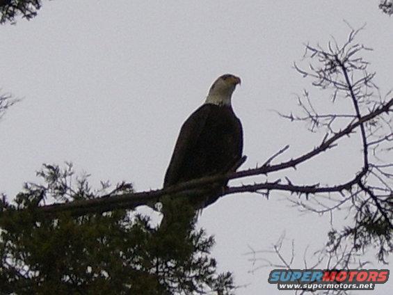 Bald eagle perched on a tree branch against a cloudy sky