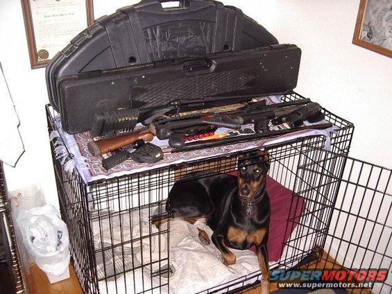 Doberman in a crate with guns and a case on top