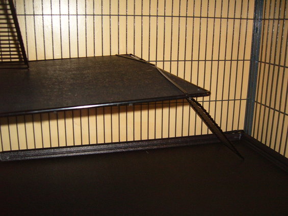 Interior of a cage with a black shelf and ramp
