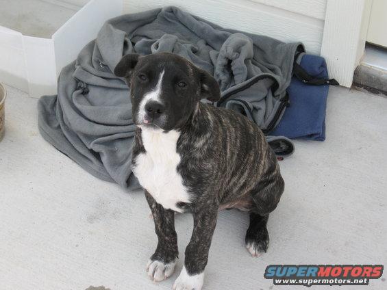 gt-the-dog-001.jpg 