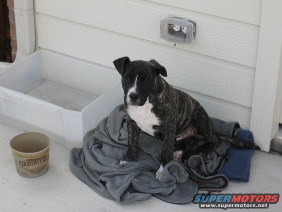 gt-the-dog-003.jpg 
