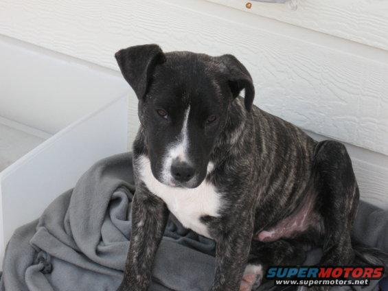 gt-the-dog-004.jpg 