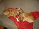 1989 Ford Bronco - Two boxer dogs are sleeping together on a couch covered with a red blanket.