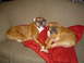1989 Ford Bronco - Two boxer dogs are relaxing together on a couch.