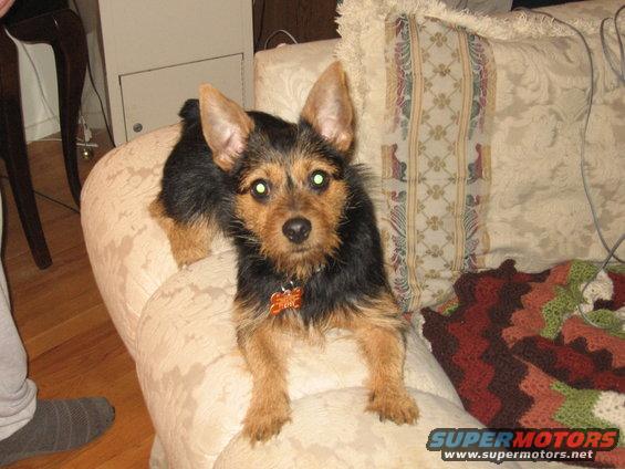 tobi-002.jpg Tobi looking straight forward on couch
Jan. '07