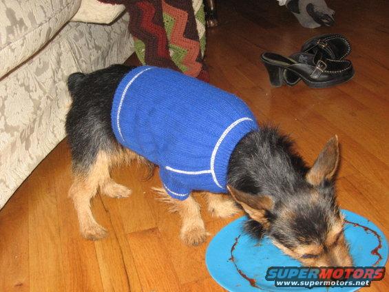 tobi-005.jpg pic of Tobi in blue sweater lickin gup ravioli sauce
Jan. '07