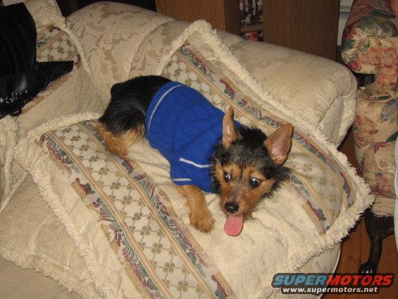 tobi-006.jpg Tobi in blue sweater on couch pillow
Jan. '07