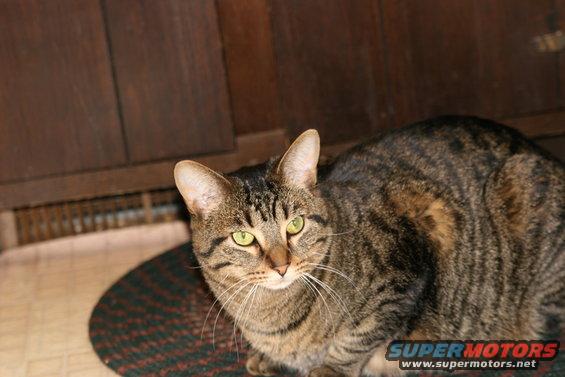 tabby cat with green eyes on a rug, wood paneling behind it