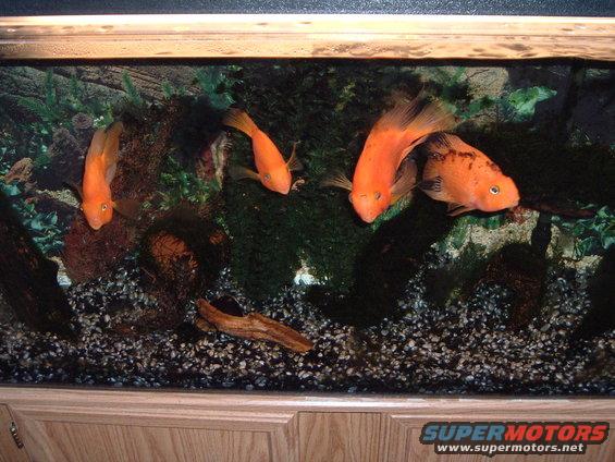 Aquarium with several orange fish swimming among plants and gravel
