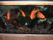 1986 Ford Bronco - An aquarium scene features several orange fish swimming in gravel and artificial plants.