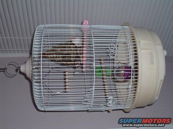 finch