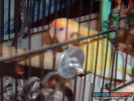 yellow and white bird with red eyes in a cage
