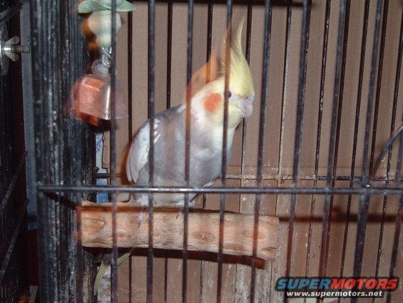 Cockatiel in a cage with a wooden perch and a bell toy