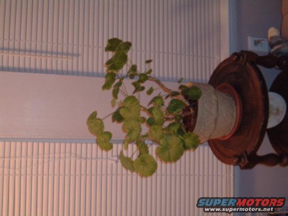 plant
