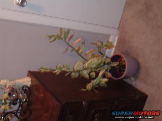 Potted plant on a dark wood cabinet