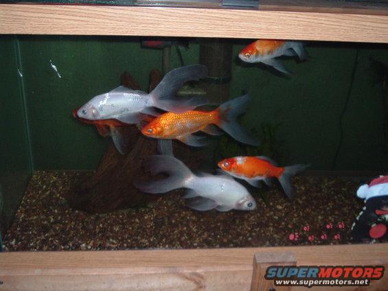 goldfish swimming in a tank with gravel and a piece of wood