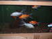 1986 Ford Bronco - Several goldfish, both orange and white, swim in a freshwater aquarium.