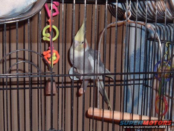 Cockatiel perched inside a metal cage with colorful toys