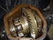 1989 Ford Bronco - Close-up of differential gears within the housing.