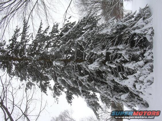 Snow-covered evergreen branches against a cloudy sky. Text overlay reads SUPERMOTORS